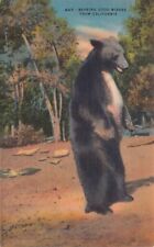 Bearing Good Wishes From California West Coast Grizzly Bear Vtg Postcard CP353 picture