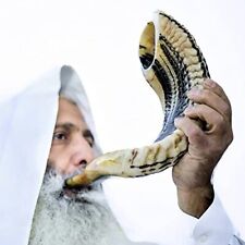 Kosher Ram Shofar Horn from Israel 14?-16â€³ Traditional Half Polished Ram Shofa picture