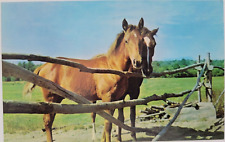 Two Horses Wooden Fence Vintage Postcard Unposted Chrome picture