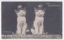 1906 Rotograph Real Photo 2 Dapper White Cats w Hats Comic The Aristocrats picture