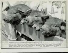 1970 Press Photo Three pigs at the Muskingum County Fair in Zanesville, Ohio picture