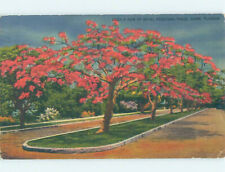 Linen POINCIANA TREES ALONG THE ROAD Miami Florida FL AD6625 picture