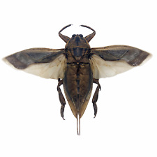 Giant Water Bug (Lethocerus indicus) Collector Insect Indonesia (SPREAD) picture
