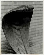 1970 Press Photo View of snake - hpa40949 picture