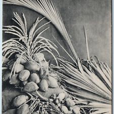 c1910s The Coconut Flower & Leaf Litho. Germany Postcard Marked Skeen Photo A217 picture