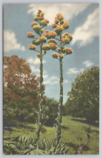 Postcard Century Plant Agave Americanus Southwest Linen picture