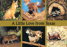 A Little Love From Texas Animals vintage unposted continental postcard picture