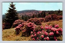 Roan Mountain NC-North Carolina, Rhododendron in Bloom Souvenir Vintage Postcard picture