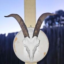 Goat Skull Large Taxidermy Wall Mount picture