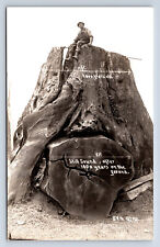 Vintage RPPC California Giant Tree Still Sound After 1000 Years on Ground P12 picture