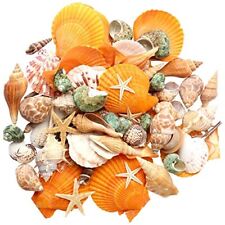 gopiter Sea Shells - Beach Mixed Seashells - Various Size up to 2