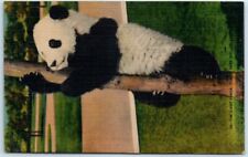 Postcard - The Giant Panda, Forest Park, St. Louis, Missouri picture