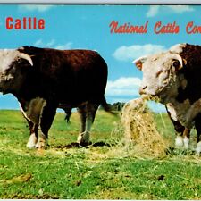 c1960s Waterloo, IA National Cattle Congress Prime Cows Event Bull Dairy PC A233 picture
