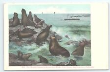Postcard World Famous Seals & Seal Rocks Cliff House San Francisco CA c1908 picture