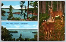 Postcard Views In The Beautiful Lake Country Deer Forest picture
