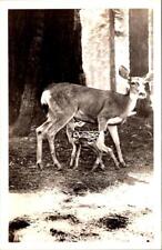 RPPC, CA California MOTHER OF THE WILD Deer~Fawn SEQUOIA & KINGS CANYON Postcard picture