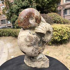 10.73LB  Natural Large Beautiful Ammonite Fossil Conch Crystal Specimen Healing picture