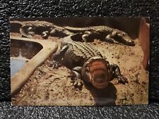 Florida Alligator Vintage Postcard 1955 Postmark  picture