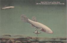 Postcard Blind Fish Found in Echo River Mammoth Cave KY  picture