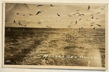 Alaska Seagulls. Ocean. Real Photo Postcard. RPPC 1904-1918 picture