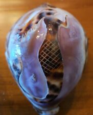 Beautiful carved Mermaid cowrie shell picture