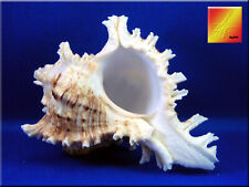 One Pacific Murex Ramosus Shells (Ram's Murex) 5