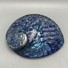 Abalone Shell large 6.5