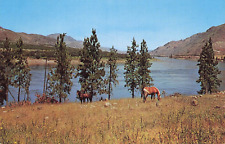 Columbia River Orchards Horses PM 1966 Okanogan Washington picture