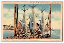 c1930's Blue Fin Tuna Caught In Gulf Stream Off Bimini Bahamas Miami FL Postcard picture