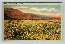 CA-California, Wild Daisies On The Desert, Antique, Vintage Postcard picture