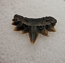 Hexanchus Griseus Symphyseal Cow Shark Tooth Fossil from Antwerp Belgium *RARE*  picture