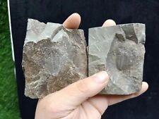 a pair Early cambrian redlichia Trilobite fossil Paleontological raw stones  picture