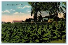 c1910 A Tobacco Patch Clinton Wisconsin WI Unposted Antique Postcard picture