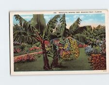 Postcard Beautiful Banana Tree, Bearing Fruit, Florida picture