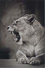 Lioness Mouth Open Teeth ~New 2023 B/W Animal Image Cards~4