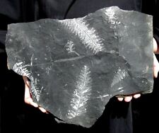EXTINCTIONS- LARGE MULTIPLE PLATE OF WHITE FERN FROND FOSSILS- STRIKING DETAIL picture