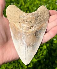Indonesian Megalodon Sharks Tooth HUGE 5” Fossil Serrated Megladon Indonesia picture