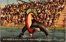 Marineland Florida Marine Studios Flippy Porpoise Show Linen Vintage Postcard picture