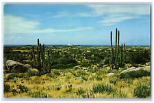 Aruba Postcard Typical of Aruba's Cunucu or Cactus Aloes c1950s Unposted picture