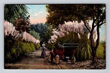CA-California, A Pampas Grass, Antique, Vintage Postcard picture
