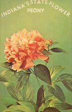 Indiana's State Flower Peony Indianapolis Indiana UNP DB Postcard picture