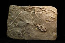 Enormous New Old Time Fossil Crinoid Plate, Waterloo, Illinois picture