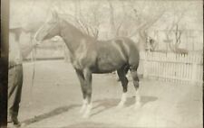 RPPC Beautiful horse with trainer white stocking feet 1904-20s real photo PC picture