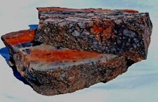 Bisected Volcanic Petrified Wood Limb Cast Yellow Orange Red Yellow Display Utah picture