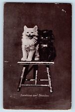 Cute Cat Kittens Postcard Haired Sunshine And Shadow Studio 1911 Posted Antique picture