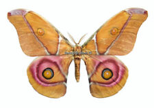 Unmounted Butterfly/Saturniidae - Antherina suraka, male, 55-59mm picture