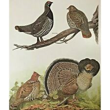 1915 Louis A. Fuertes Lithograph Print Ruffed Grouse  2v1-72 picture