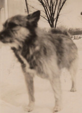 3H Photograph Close Up POV Adorable Cute Dog 1930's Slightly Blurry  picture