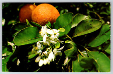 c1960s Golden Florida Oranges  Vintage Postcard picture
