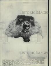 1967 Press Photo Brookfield Zoo groundhog tunnels from burrow through snow picture